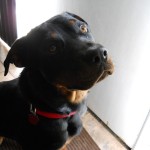 Rosie 1