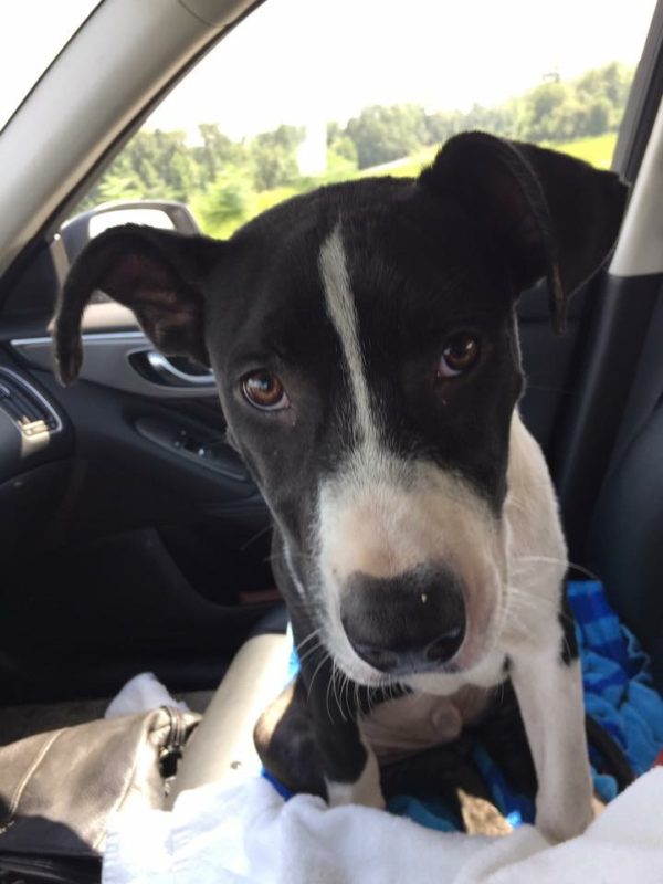 How The HSMC Assists The County Shelter Humane Society Of Marlboro County