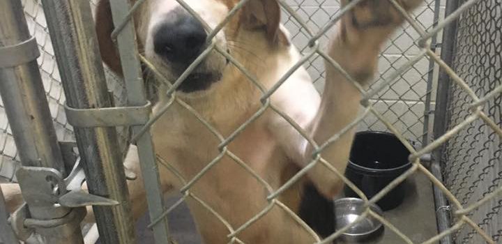 Marlboro County Animal Shelter Operations Update